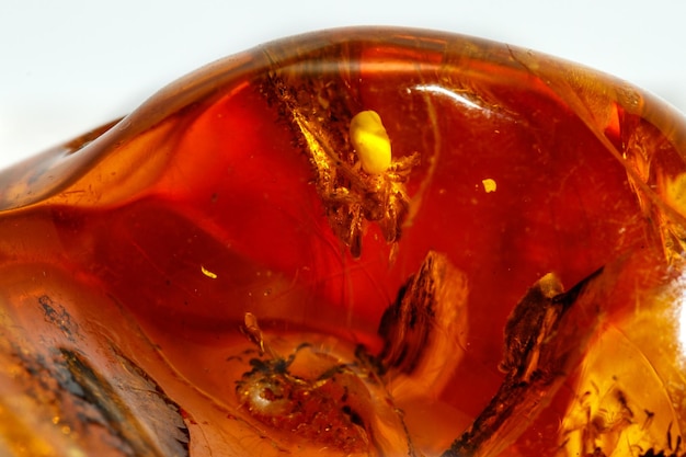 Macro Amber mineral stone with spider on white background