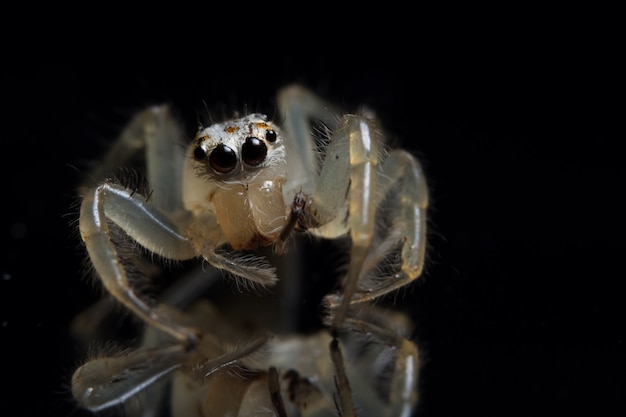 Macro Animal Spider