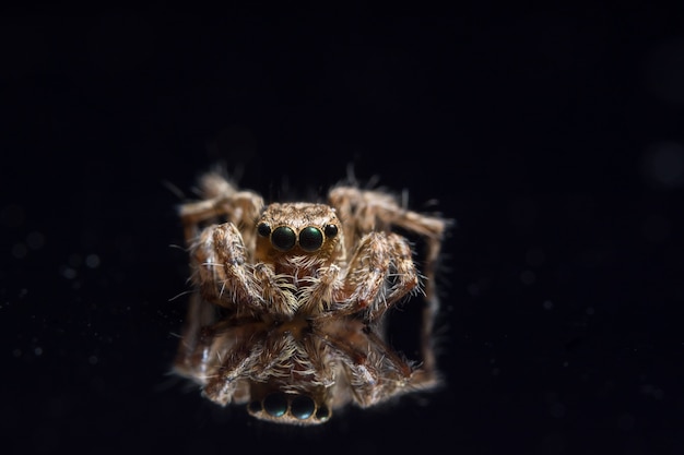 Macro Animal Spider