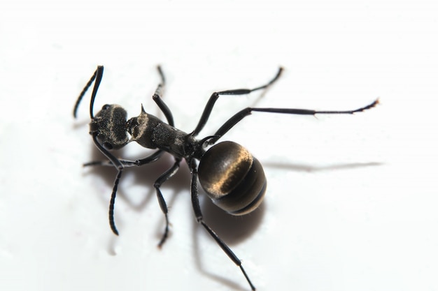 macro Ant black