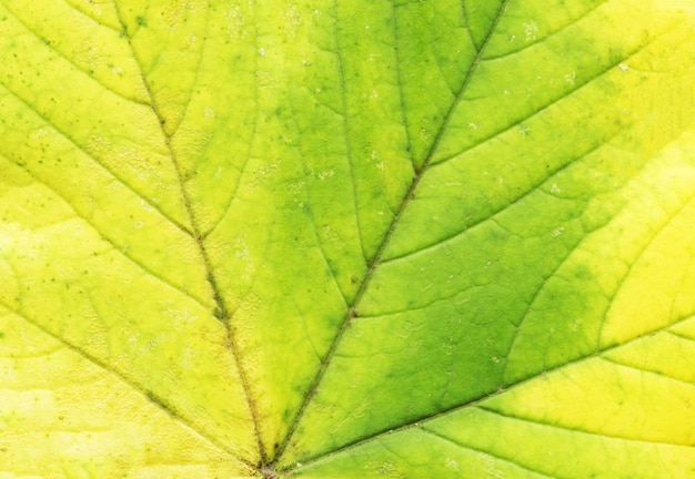 Macro of autumn green tree leaf