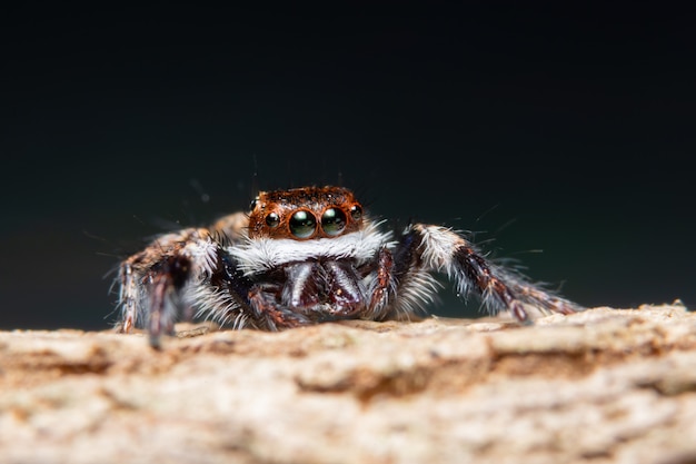 Macro background spider