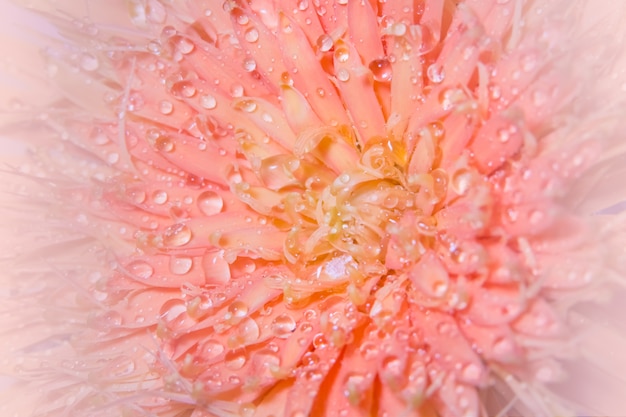 Macro background, water drops, pink flower petals.