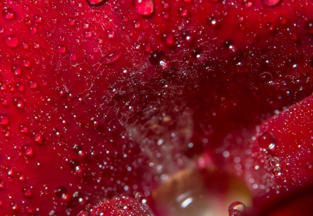 Macro background of water drops on red roses