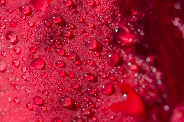 Macro background of water drops on red roses