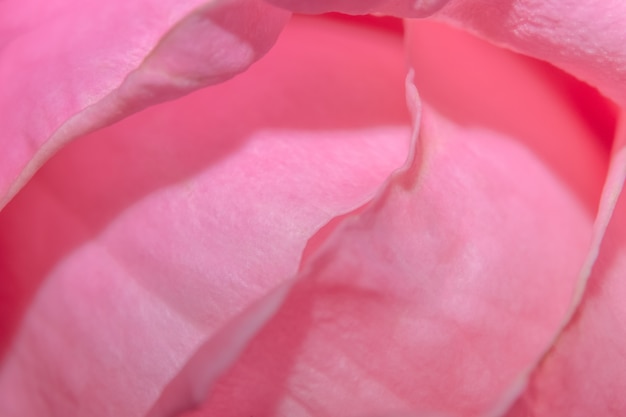 Macro background of water drops on rose petals