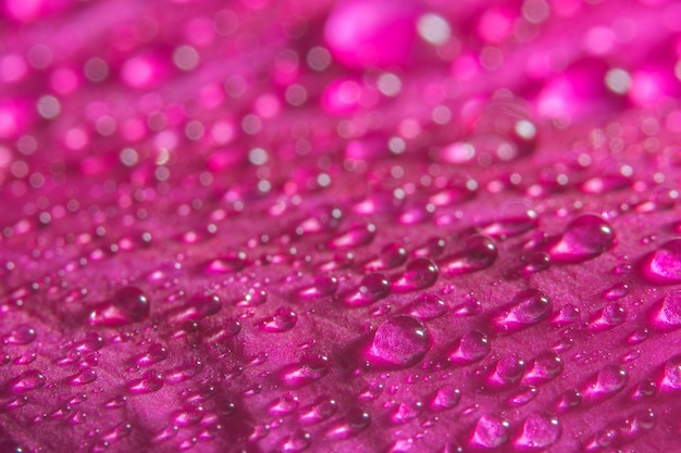 Macro background of water drops on rose petals