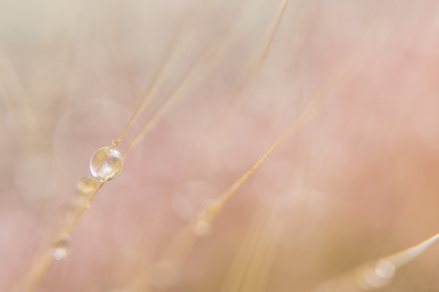 Macro background, water drops on wild flowers