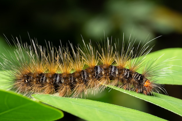 Macro background, worm on leaf