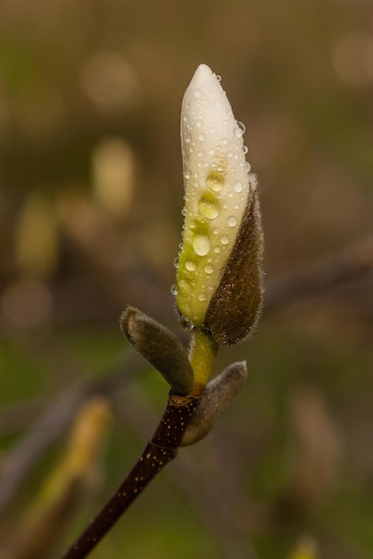 Macro of a beautiful bud of magnolia