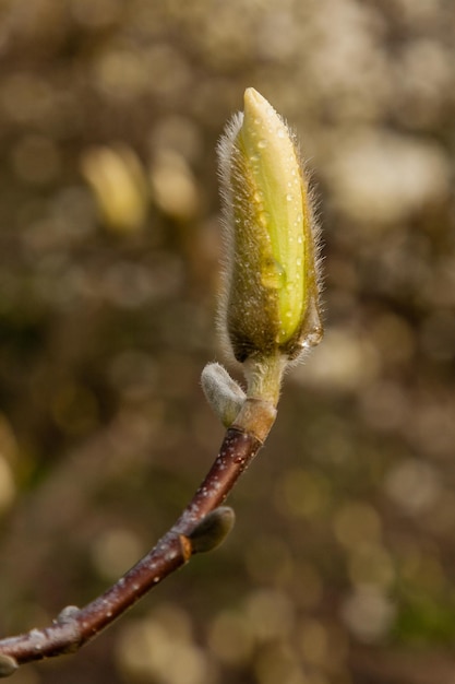 Macro of a beautiful bud of magnolia