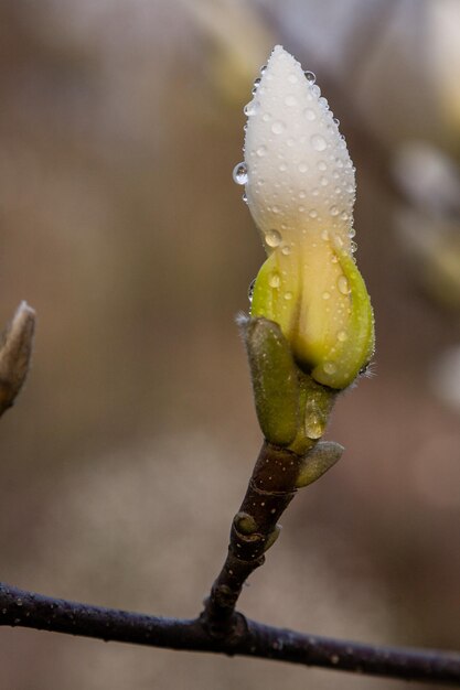 Macro of a beautiful bud of magnolia