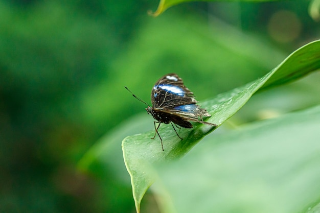 Macro beautiful butterfly Morpho helenor