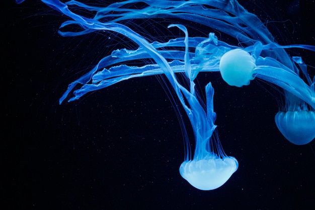 Macro of a beautiful jellyfish chrysaora chinensis