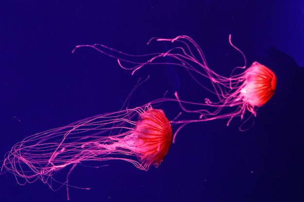 Macro of a beautiful jellyfish chrysaora pacifica