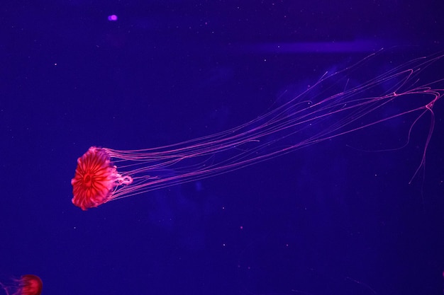 Macro of a beautiful jellyfish chrysaora pacifica