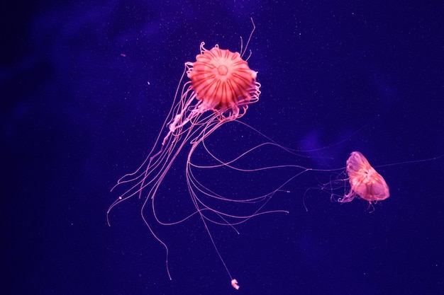 Macro of a beautiful jellyfish chrysaora quinquecirrha