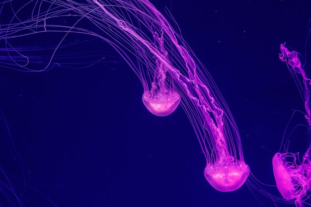 Macro of a beautiful jellyfish chrysaora quinquecirrha