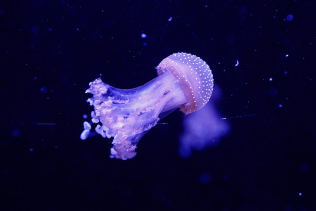 Macro of a beautiful jellyfish phyllorhiza punctata