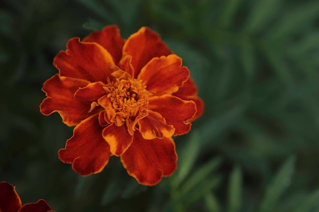 macro beautiful orange flower on a dark green background