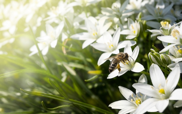 Macro bee on Ornithogalum white flower in the garden under the sun's rays.