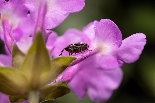 macro of a beetle on flower