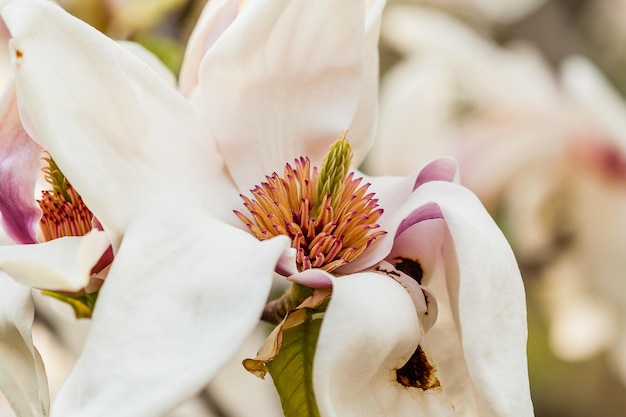 Macro blooming magnolia on a branch