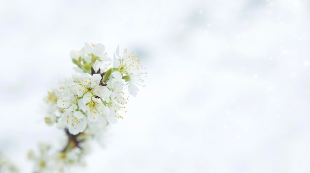 Macro blossoming cherry macro branch Soft focus White snowy background