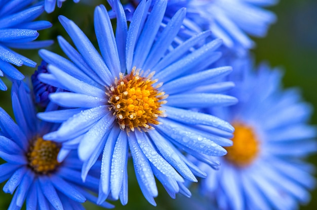 Macro of blue spring flowers with morning dew drops, close up 