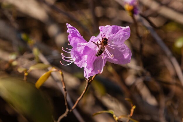 Macro of a branch of Ledum flower