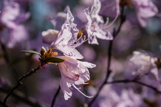 Macro of a branch of Ledum flower