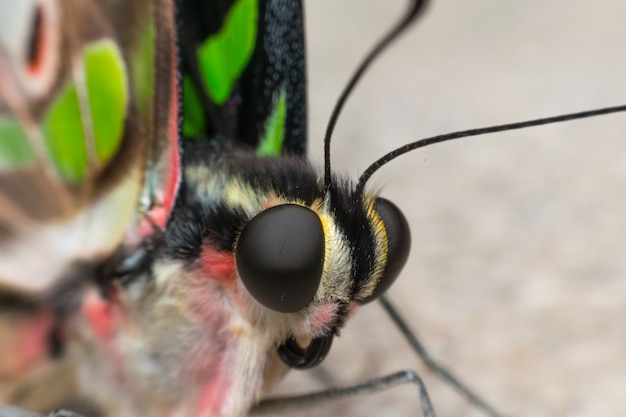 Macro of Butterfly insect close up on the flower pollen in nature