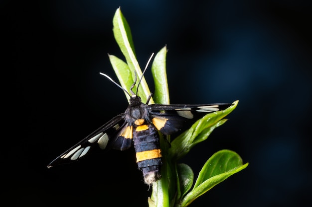 Macro butterfly on the top of the tree