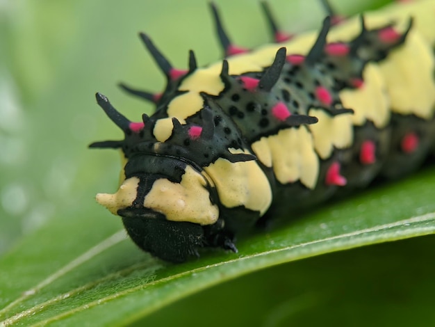 Photo macro of chilasa clytia caterpillar insect on green leaves