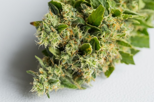 Macro close up of a Cannabis Medical Marijuana plant with focus on the resinous flower