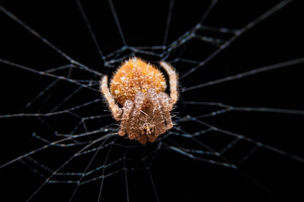 Photo macro close up of a spider on spider web