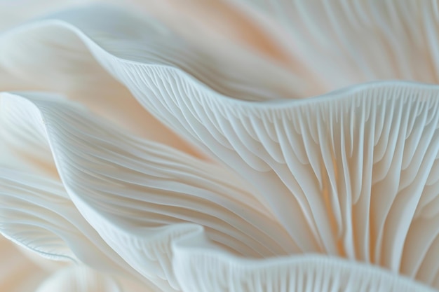 Macro Close Up of White Mushroom Gills Abstract Texture and Nature Detail