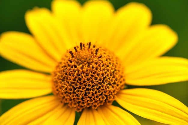 Macro. Close-up of a yellow flower in a garden on green