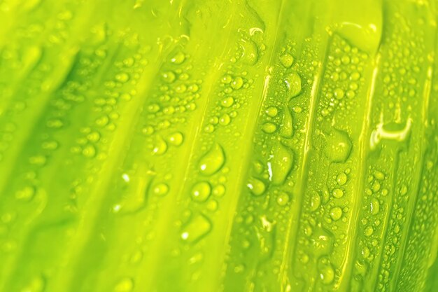 Macro closeup of beautiful fresh banana leaf with drop of water nature background