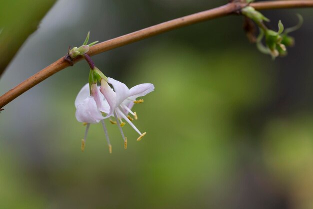 macro closeup beautiful white yellow blooming Lonicera fragrantissima winter honeysuckle sweet breath spring January jasmine flower branch a climbing plant with leaves against green garden background