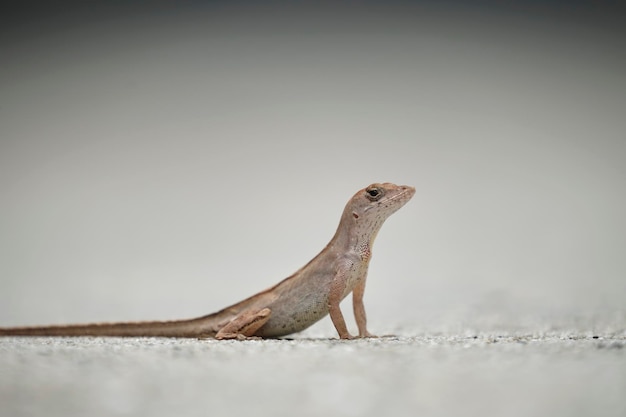 Macro closeup of blown alone lizard warming on summer sun Anolis sagrei small reptile in native to Florida USA