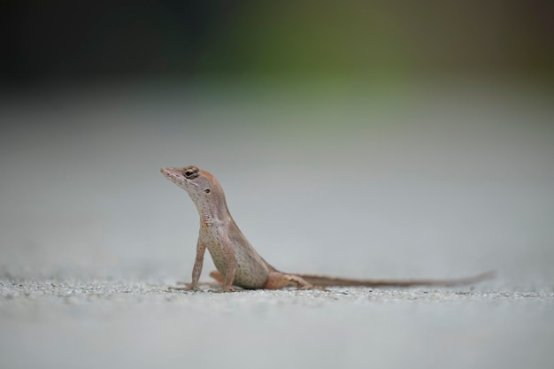 Macro closeup of blown alone lizard warming on summer sun Anolis sagrei small reptile in native to Florida USA