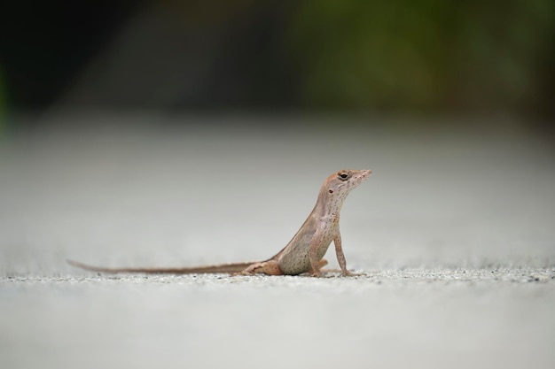 Macro closeup of blown alone lizard warming on summer sun Anolis sagrei small reptile in native to Florida USA