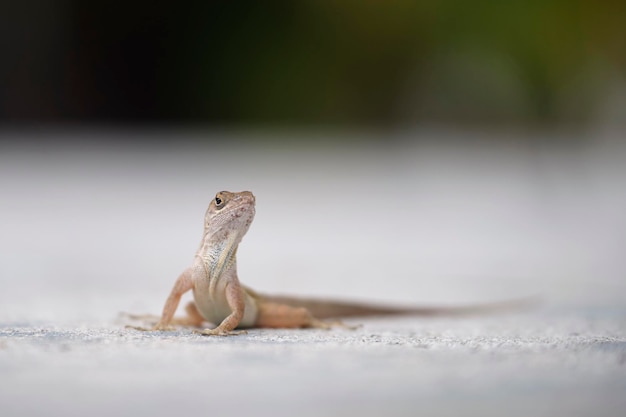 Macro closeup of blown alone lizard warming on summer sun Anolis sagrei small reptile in native to Florida USA