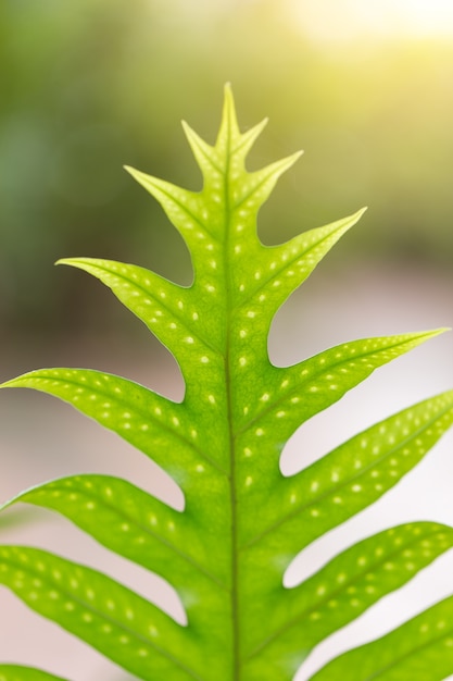 macro closeup green fern leaf tropical rainforest plant background.