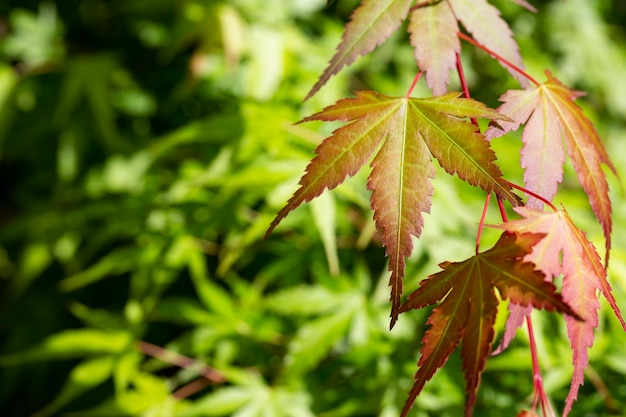 Macro closeup photograph of Japanese Maple Leaves in Spring Acer palmatum var orange dream