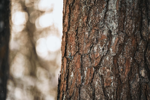 A macro closeup of a plant bark of fir tree with texture and detail crevices and rough surface