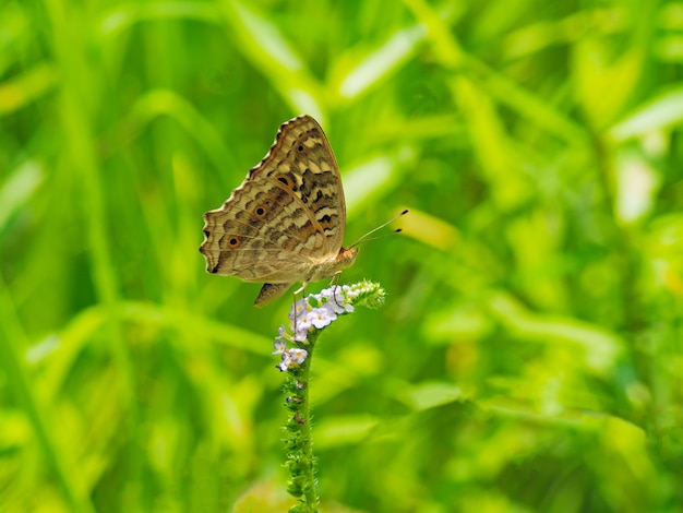 Macro and Closeup Small butterfly on flower.