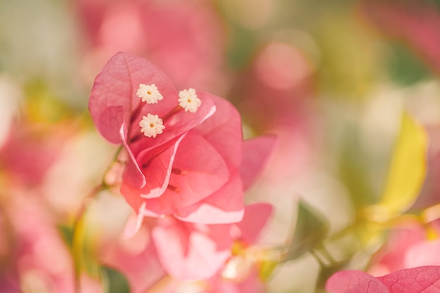 Macro closeup of sunny pink bougainvillea flower with petals blooming in a garden Tropical flowers