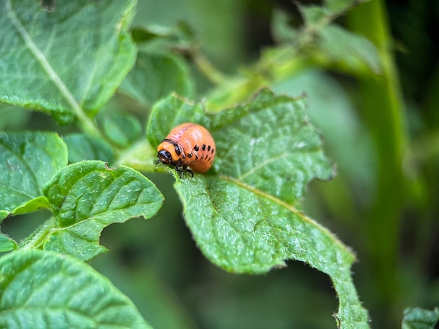 Macro Colorado potato beetle or Colorado potato beetle (Latin Leptinotarsa decemlineata)